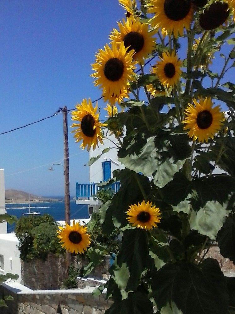 Athina'S Blue Studios Науса Экстерьер фото